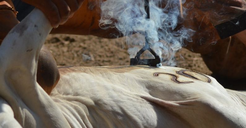 Branding Iron - Branding Cattle in Close Up