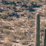 Phoenix - Green Cactus Plants on Mountain