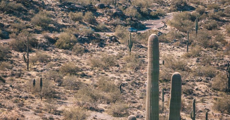 Phoenix - Green Cactus Plants on Mountain