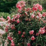 Summer Internship - Rosengarten