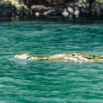 Emerging Careers - A crocodile swimming in the water near a rock