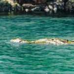 Emerging Careers - A crocodile swimming in the water near a rock