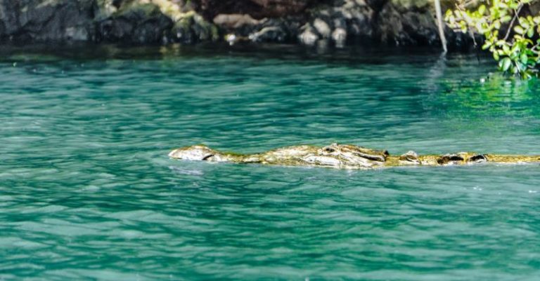 Emerging Careers - A crocodile swimming in the water near a rock